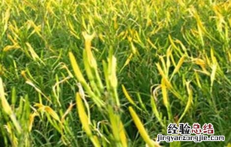 金针菜的栽培技術 金针菜的栽培技術与管理