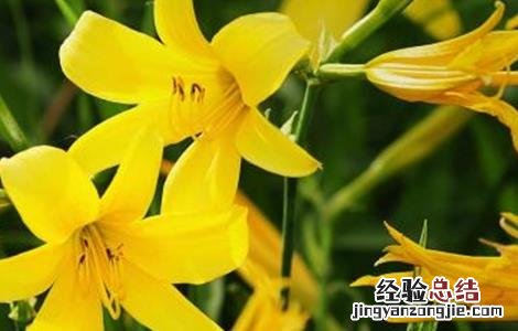 金针菜的栽培技術 金针菜的栽培技術与管理