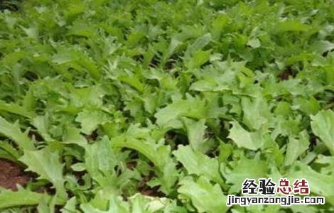 苦菊种植注意事项 苦菊种植注意事项是什么