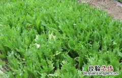 苦菊种植注意事项 苦菊种植注意事项是什么