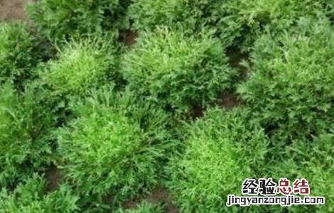 苦菊种植注意事项 苦菊种植注意事项是什么