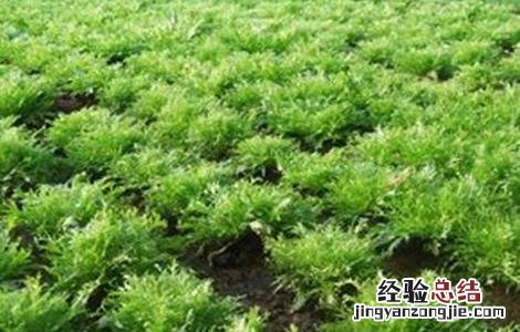 苦菊种植注意事项 苦菊种植注意事项是什么