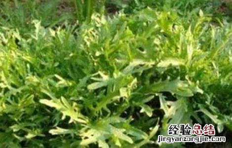 苦菊种植注意事项 苦菊种植注意事项是什么