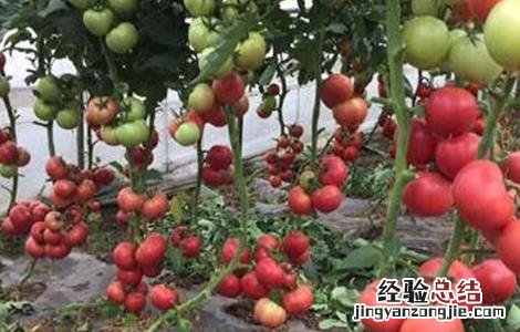 番茄转色注意事项有哪些 番茄转色注意事项