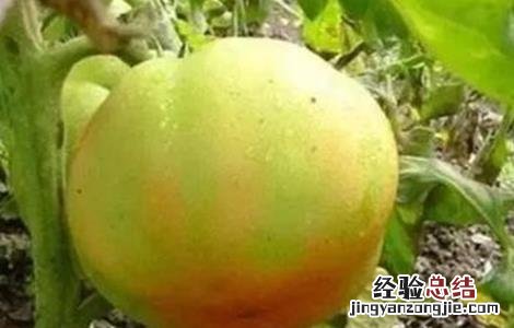 番茄转色注意事项有哪些 番茄转色注意事项