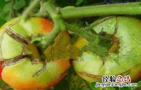 番茄转色注意事项有哪些 番茄转色注意事项