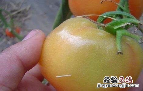 番茄转色注意事项有哪些 番茄转色注意事项