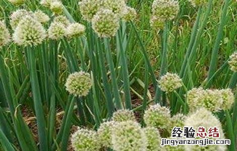 洋葱膨大期的管理 洋葱膨大期多长时间