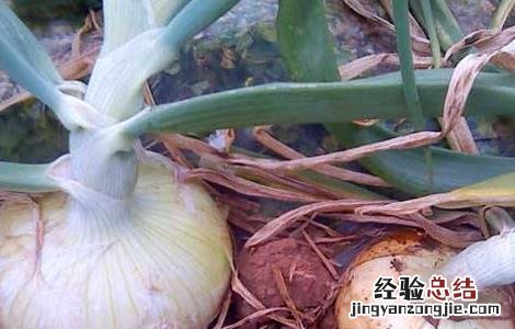 洋葱膨大期的管理 洋葱膨大期多长时间
