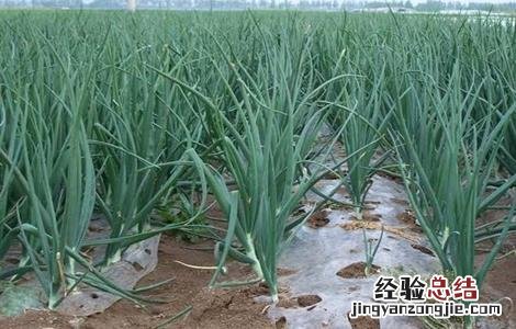 洋葱膨大期的管理 洋葱膨大期多长时间