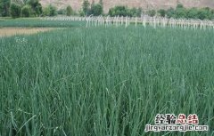 洋葱膨大期的管理 洋葱膨大期多长时间