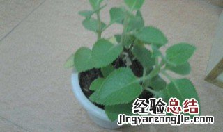 薄荷适合养在房间么 薄荷是否适合在屋里养