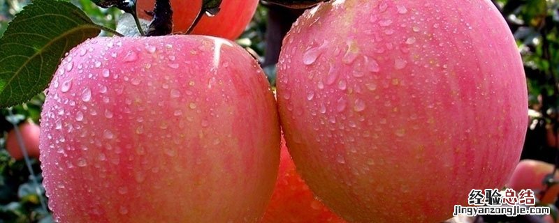 苹果是怎样传播种子的方法 苹果怎么传播种子的方法