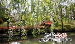 独忆飞絮鹅毛下解释 独忆飞絮鹅毛下什么意思