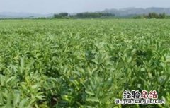 蚕豆高产栽培技術 蚕豆高产栽培技術有哪些
