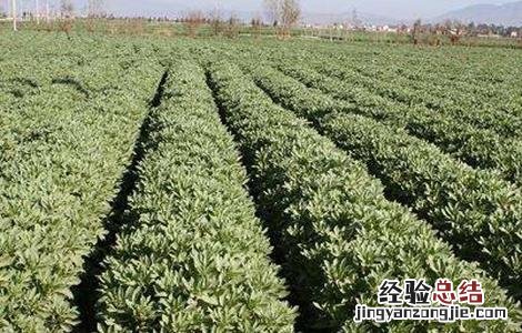 蚕豆高产栽培技術 蚕豆高产栽培技術有哪些