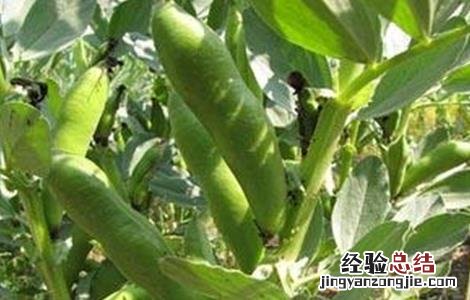 蚕豆高产栽培技術 蚕豆高产栽培技術有哪些