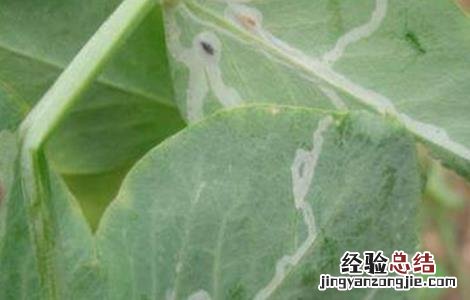 豌豆常见病虫害防治方法 豌豆常见病虫害防治方法图片