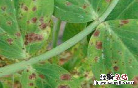 豌豆常见病虫害防治方法 豌豆常见病虫害防治方法图片