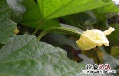 丝瓜开花期的管理 丝瓜开花期的管理与管理