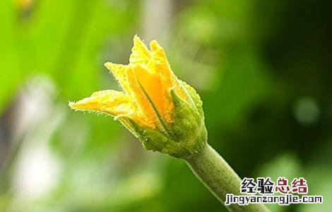 丝瓜开花期的管理 丝瓜开花期的管理与管理