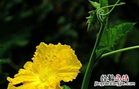 丝瓜开花期的管理 丝瓜开花期的管理与管理