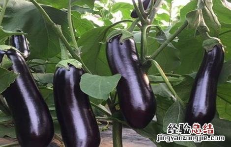 茄子留种留第几个好 茄子如何留种