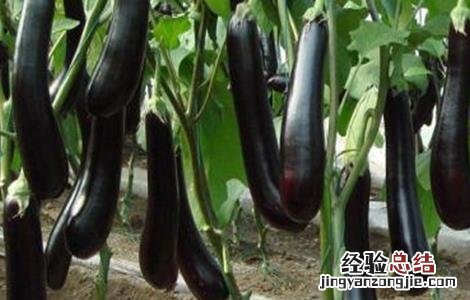 茄子留种留第几个好 茄子如何留种