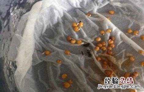 茄子留种留第几个好 茄子如何留种