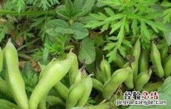 蚕豆倒伏防治方法 蚕豆倒伏防治方法是什么