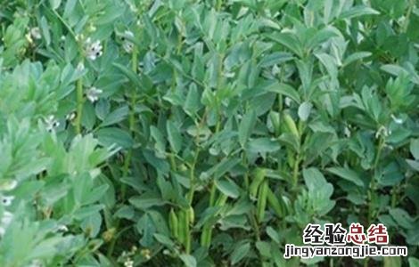蚕豆倒伏防治方法 蚕豆倒伏防治方法是什么
