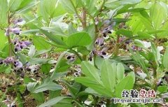 蚕豆不结荚防治措施 蚕豆不结荚防治措施图片
