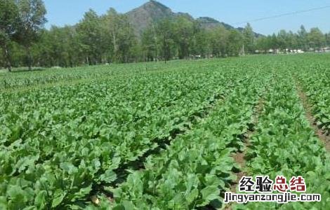 白萝卜喜欢什么样生长环境 白萝卜对生长环境的要求