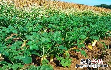 白萝卜喜欢什么样生长环境 白萝卜对生长环境的要求