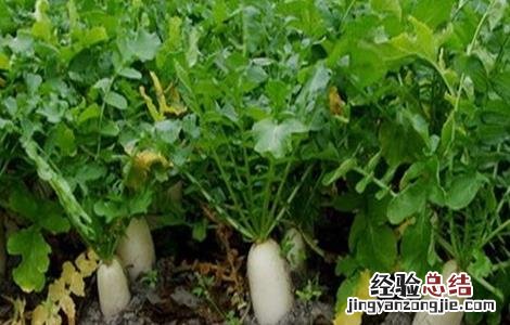 白萝卜喜欢什么样生长环境 白萝卜对生长环境的要求