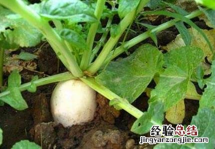 白萝卜喜欢什么样生长环境 白萝卜对生长环境的要求