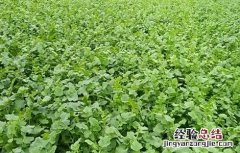 白萝卜喜欢什么样生长环境 白萝卜对生长环境的要求