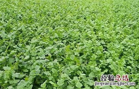 白萝卜喜欢什么样生长环境 白萝卜对生长环境的要求