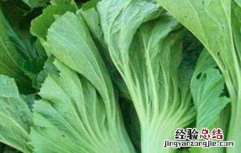 芥菜黑腐病图片 芥菜黑腐病防治方法