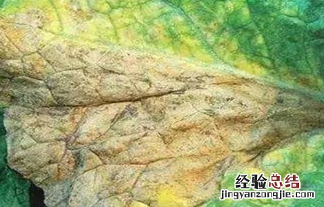 芥菜黑腐病图片 芥菜黑腐病防治方法
