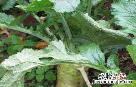 芥菜黑腐病图片 芥菜黑腐病防治方法