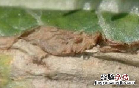芥菜黑腐病图片 芥菜黑腐病防治方法