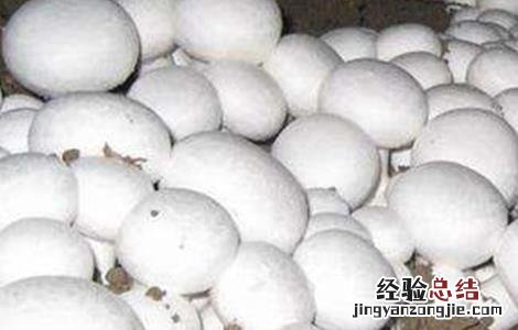 双孢菇栽培技术玉米秸秆 双孢菇栽培技术