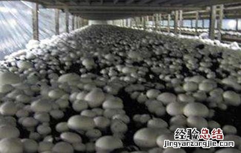 双孢菇栽培技术玉米秸秆 双孢菇栽培技术