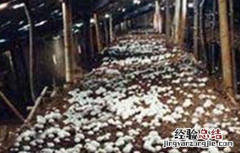 双孢菇栽培技术玉米秸秆 双孢菇栽培技术