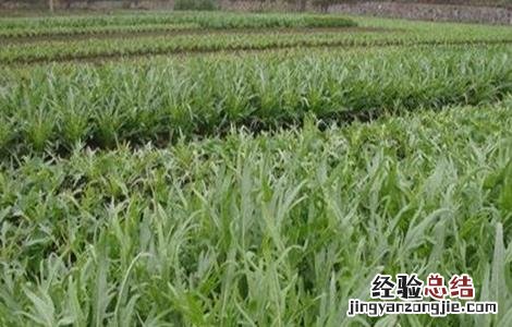 曲麻菜的种植技术和管理 曲麻菜的种植技术