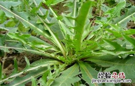 曲麻菜的种植技术和管理 曲麻菜的种植技术