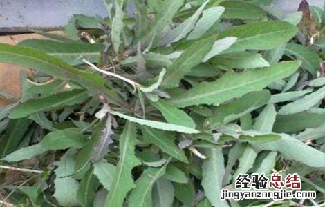 曲麻菜的种植技术和管理 曲麻菜的种植技术