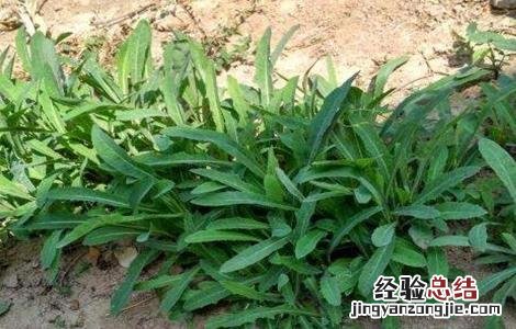 曲麻菜的种植技术和管理 曲麻菜的种植技术