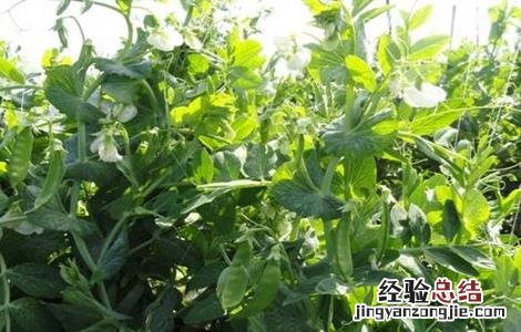 豌豆结荚期的管理 豌豆结荚期的管理要点